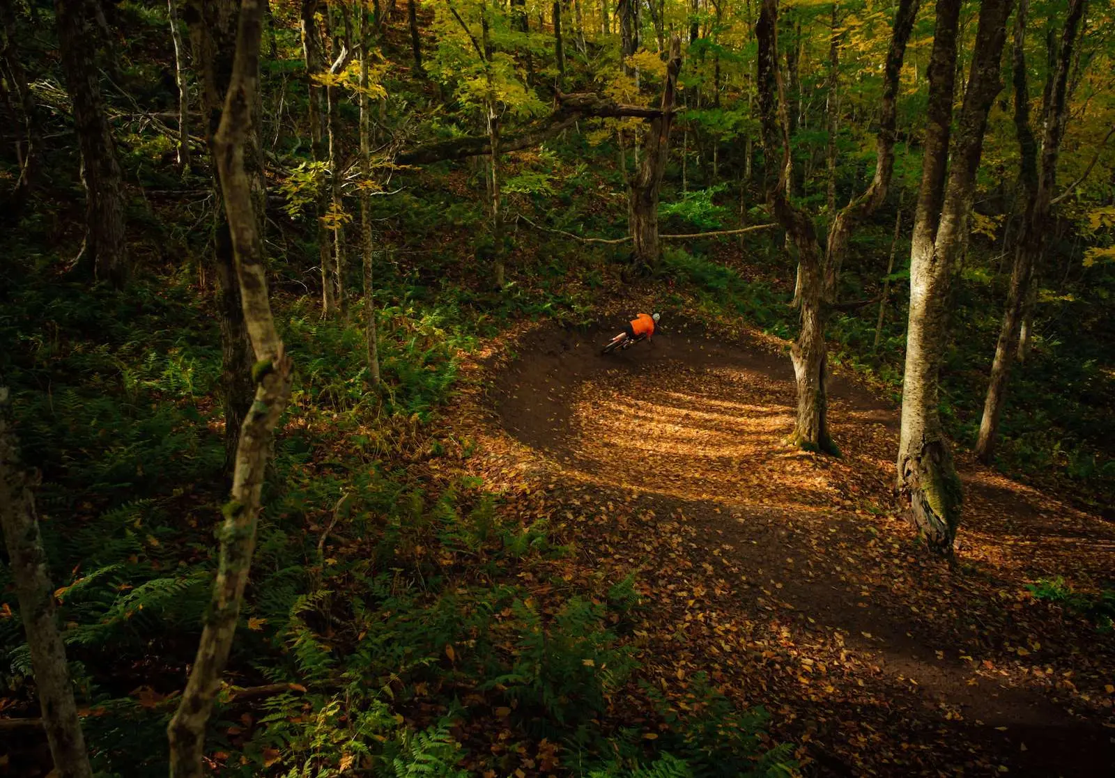 Rider carving a leaf-covered berm through a hardwood forest